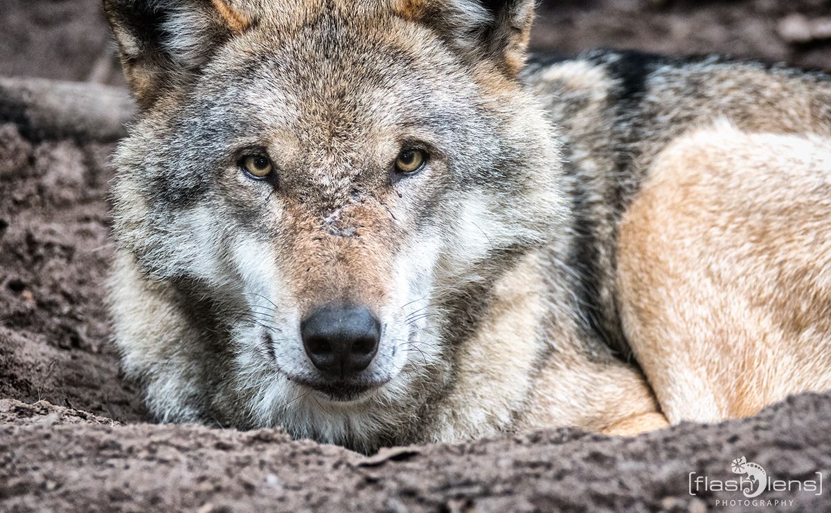 Wolfcenter 011