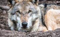 Wolfcenter 011