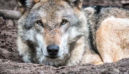 Wolfcenter