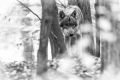 Wolfcenter 017