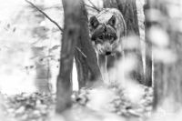 Wolfcenter 017