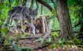 Wolfcenter 018