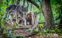 Wolfcenter 018