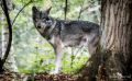 Wolfcenter 019