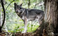 Wolfcenter 019