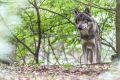 Wolfcenter 020