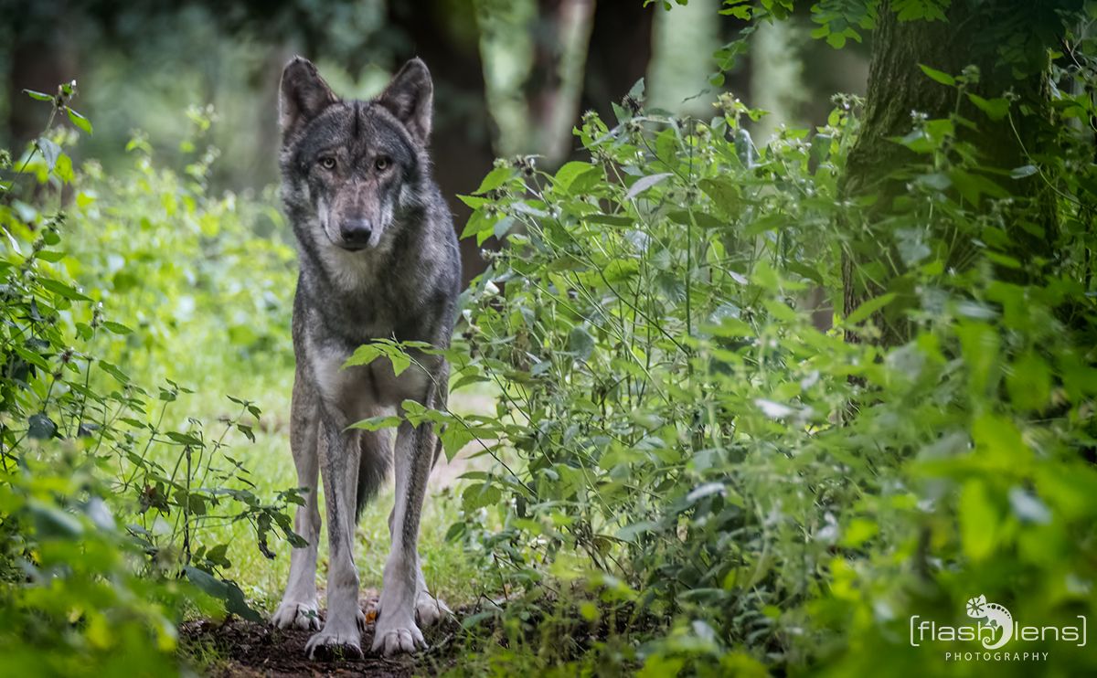 Wolfcenter 021