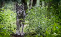 Wolfcenter 021