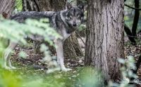 Wolfcenter 022
