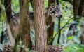 Wolfcenter 023