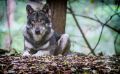 Wolfcenter 024