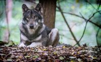Wolfcenter 024