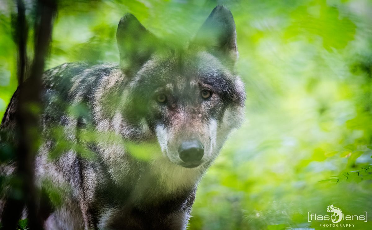 Wolfcenter 025