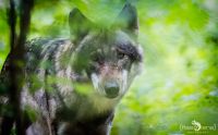 Wolfcenter 025