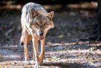 Wolfcenter 026