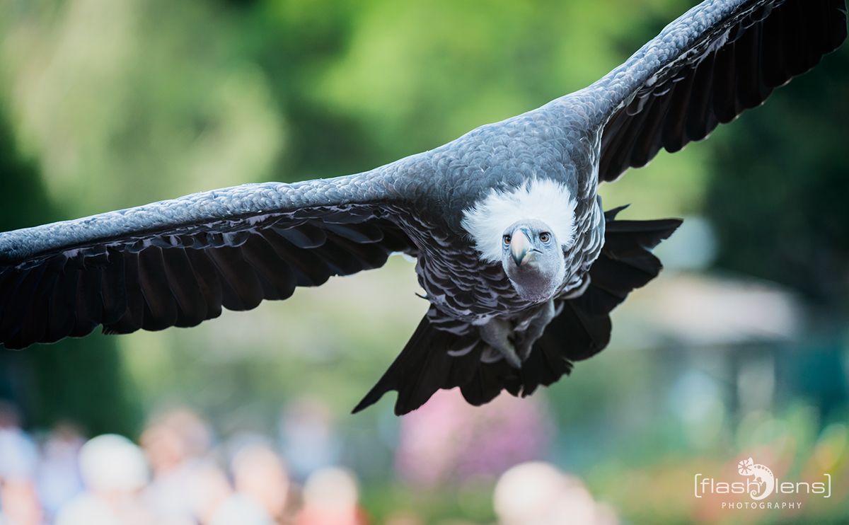 Weltvogelpark 066