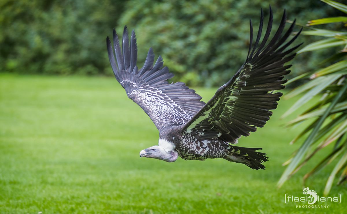 Weltvogelpark 072