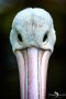 Weltvogelpark 001