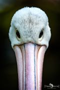 Weltvogelpark 001