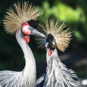 Weltvogelpark 016
