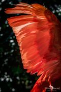 Weltvogelpark 034