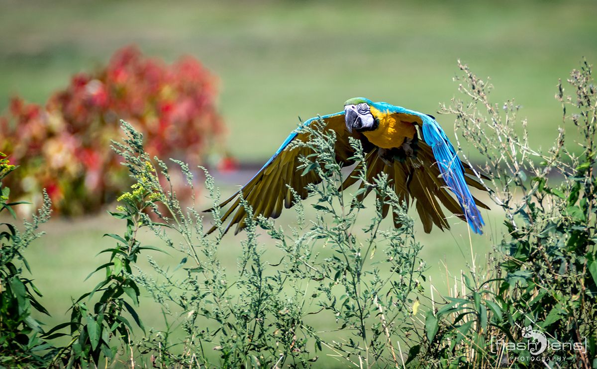Weltvogelpark 055