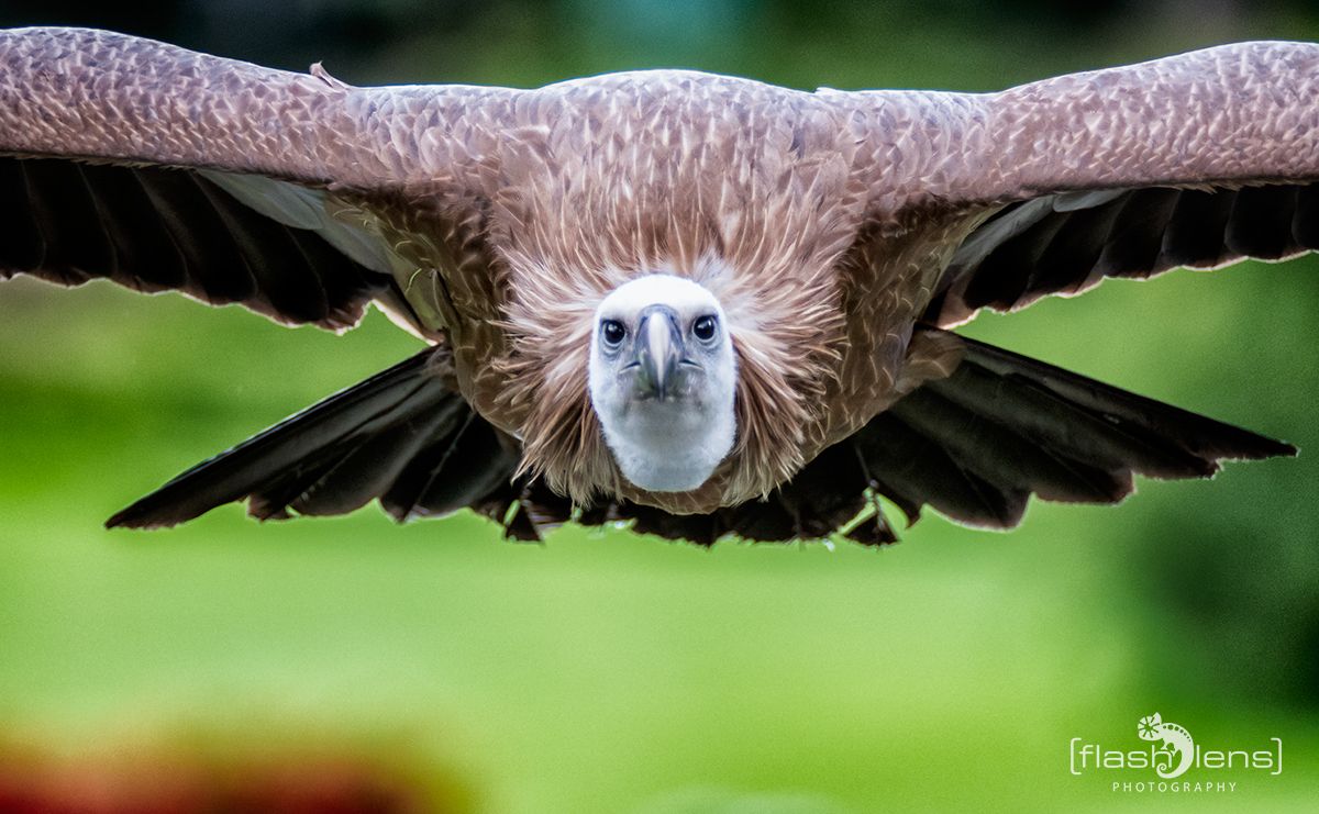 Weltvogelpark 075