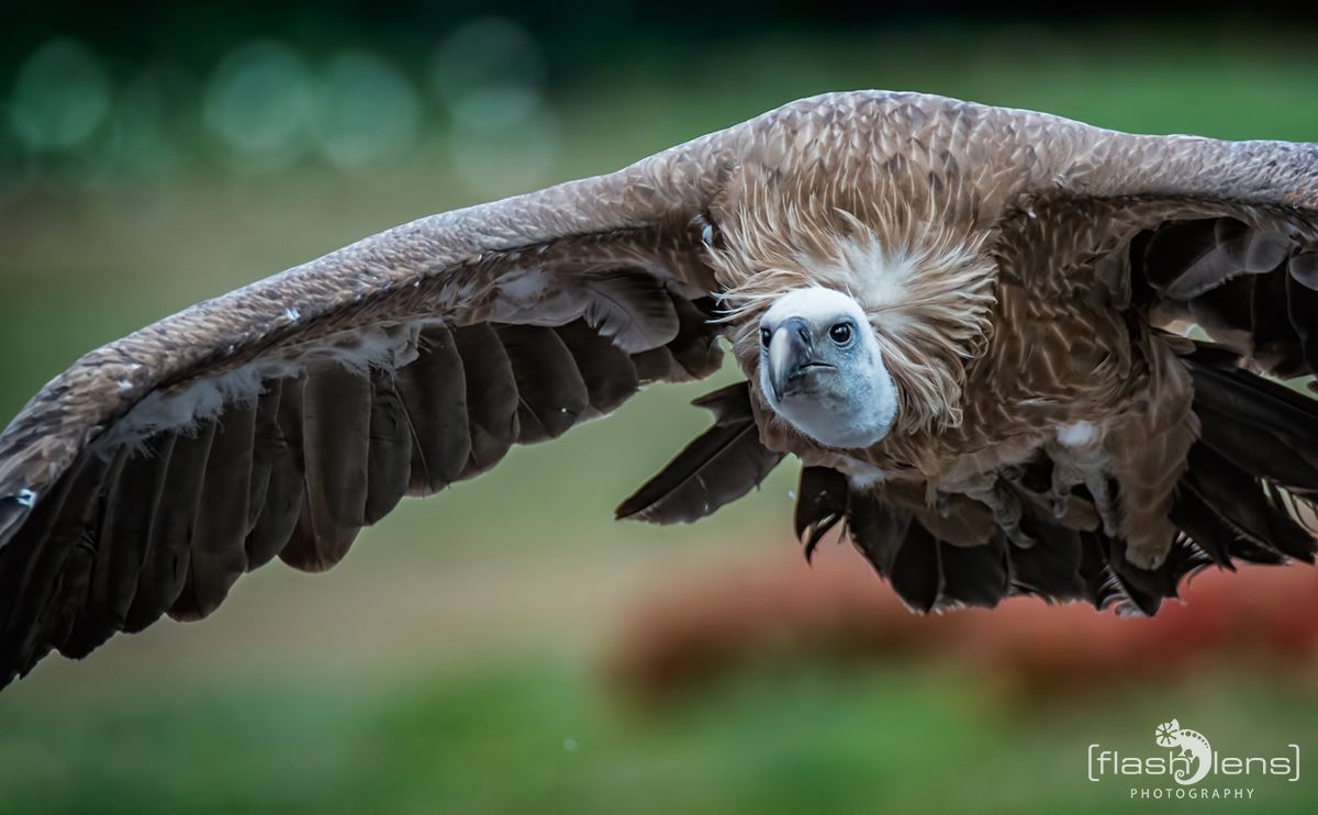 Weltvogelpark 076