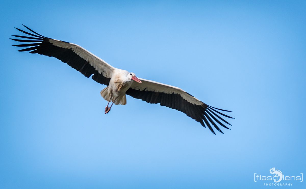 Die Ankunft der Stoerche 004