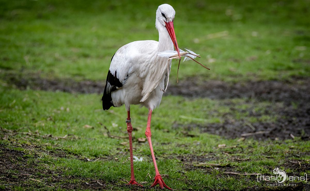 Die Ankunft der Stoerche 009