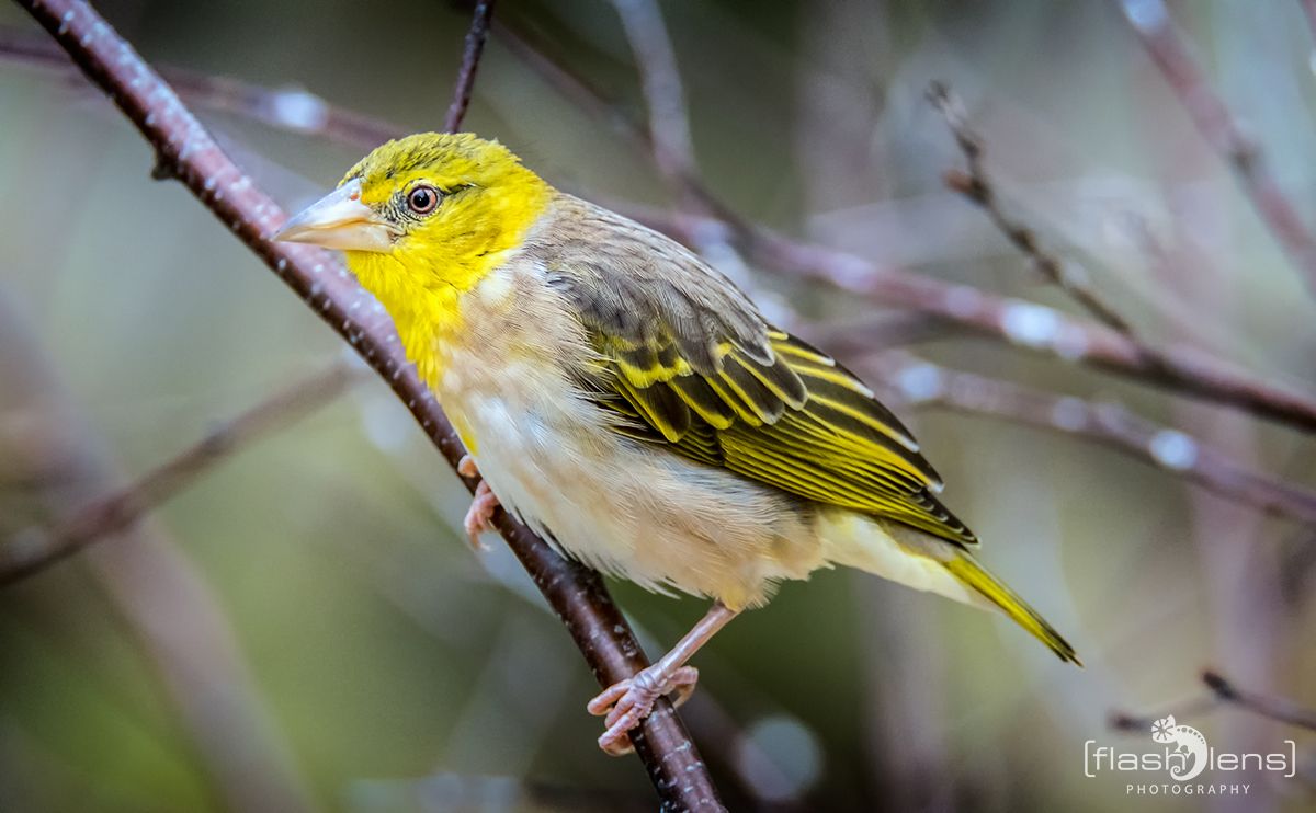 Die Ankunft der Stoerche 010