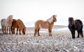 10 Islandpferde 004
