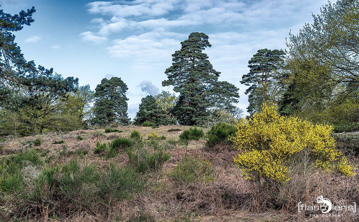 Wahner Heide 016