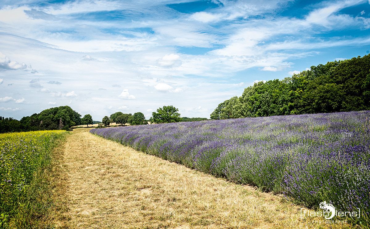 Petit Provence 003