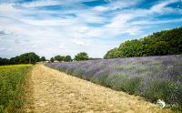 Petit Provence 003