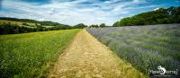Petit Provence 004