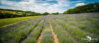 Petit Provence 006