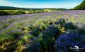 Petit Provence 007