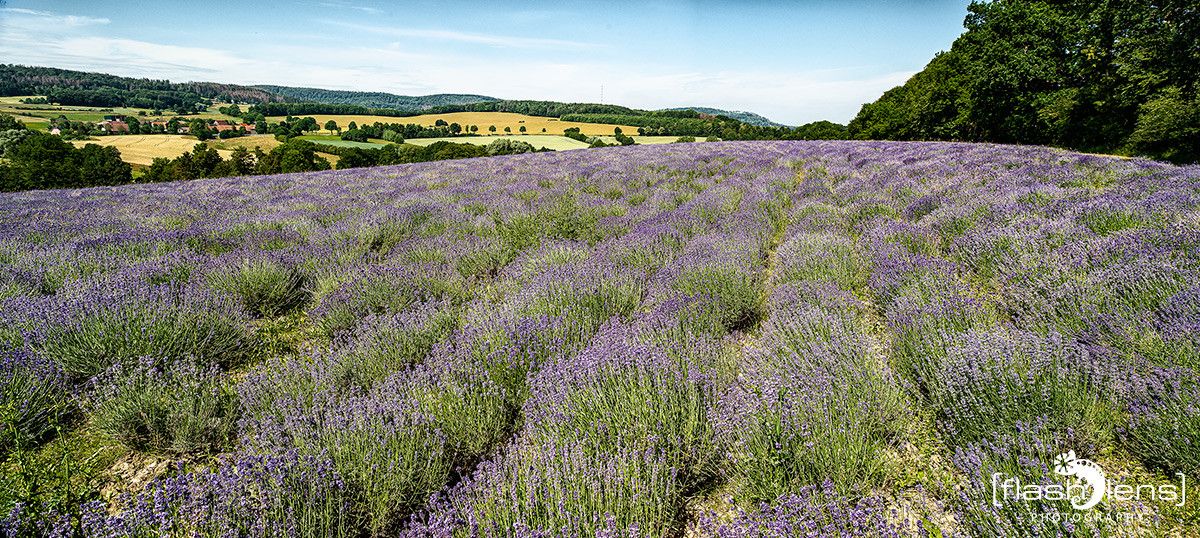 Petit Provence 008