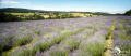 Petit Provence 009