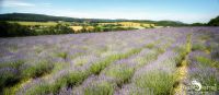 Petit Provence 009