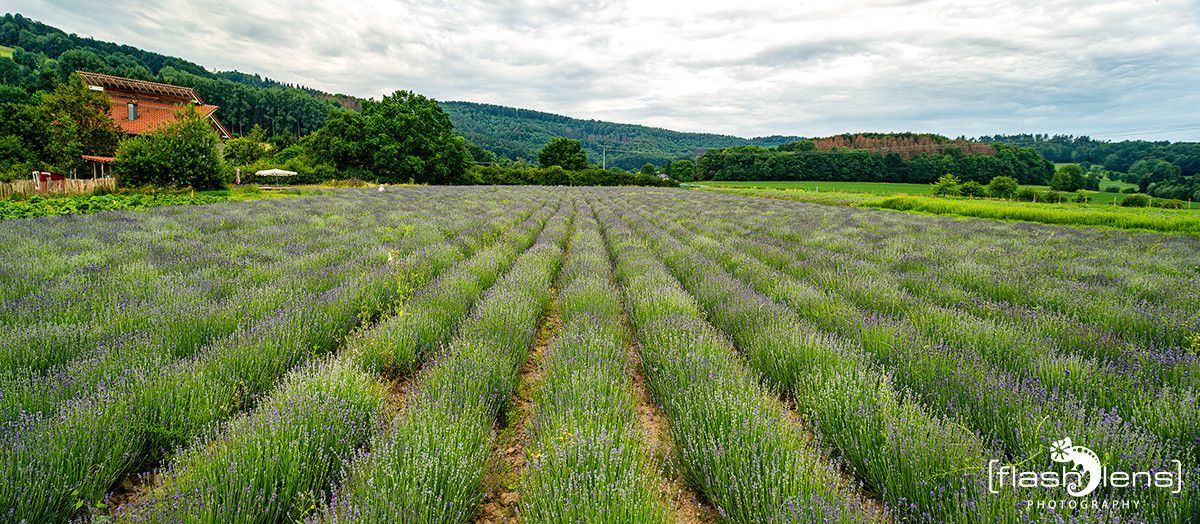 Petit Provence 011