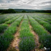 Petit Provence 013
