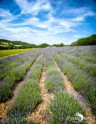 Petit Provence 015
