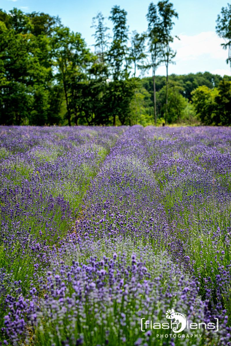 Petit Provence 016