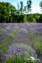 Petit Provence 016