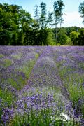 Petit Provence 016