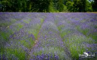 Petit Provence 017