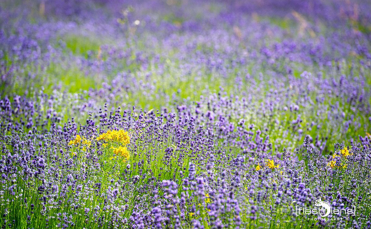 Petit Provence 018