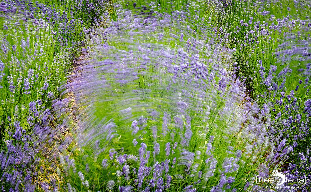 Petit Provence 019